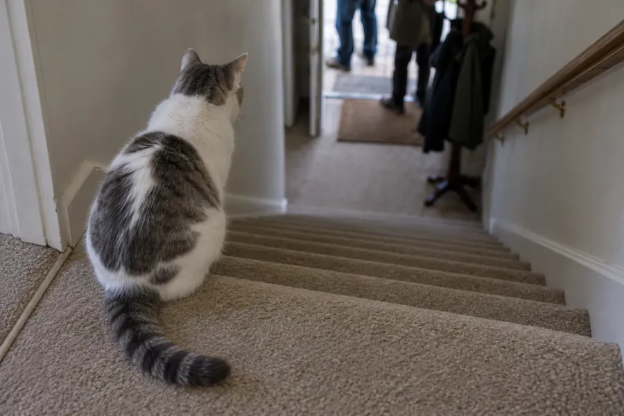 A white and gray tabby cat sitting at the top of the stairs, watching from a distance as visitors arrive at the front door below