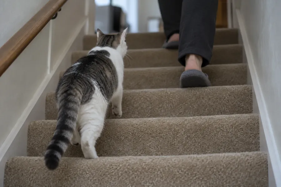 A white and gray tabby cat following close behind a woman as she walks up a carpeted staircase