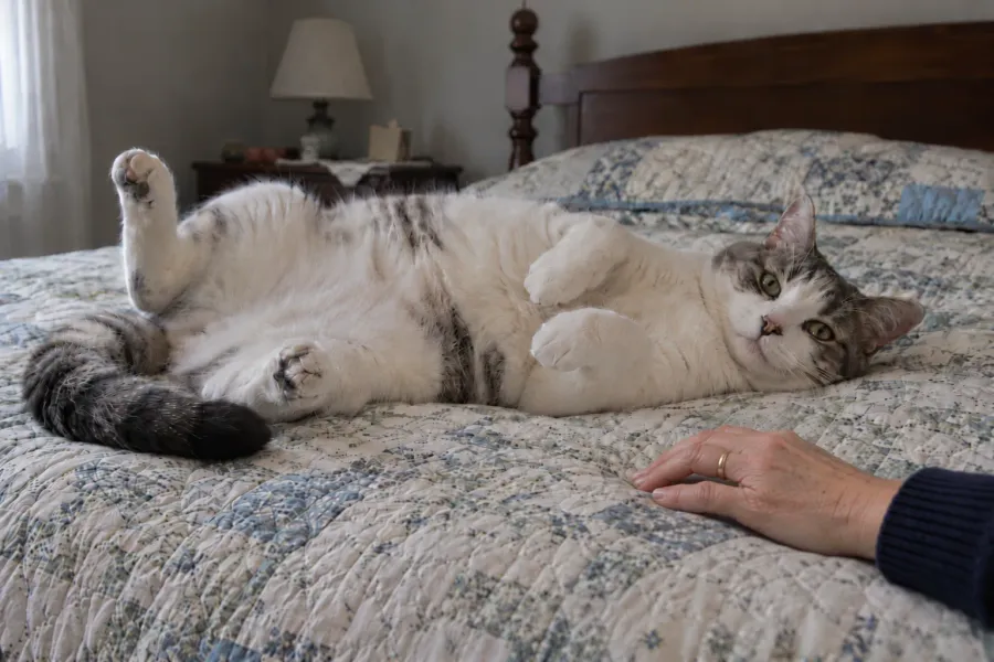 A relaxed white and gray tabby cat lying on her back on a quilted bed, with her owner’s hand resting nearby without touching her